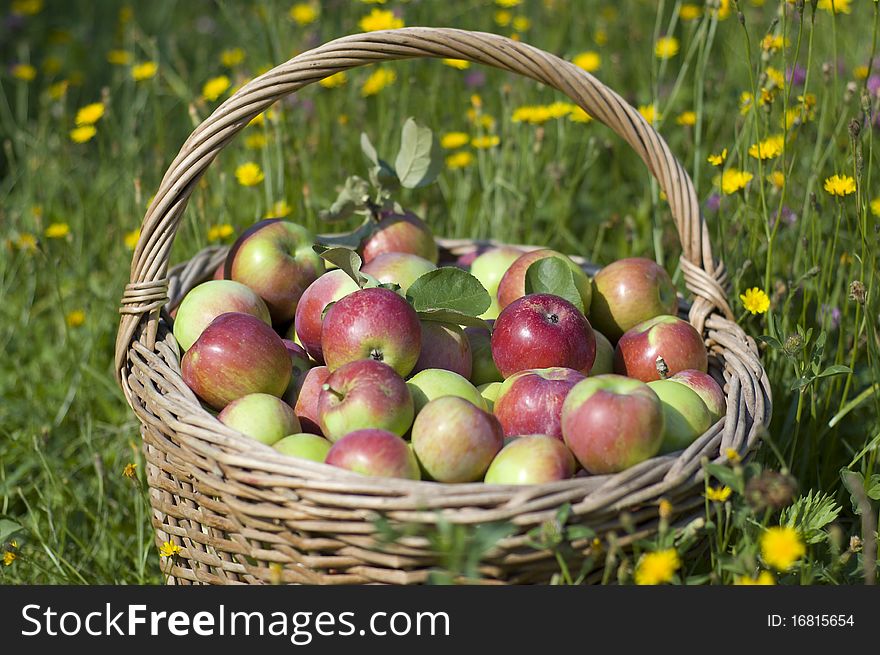 Basket full ripe apples against wild flowers. Basket full ripe apples against wild flowers