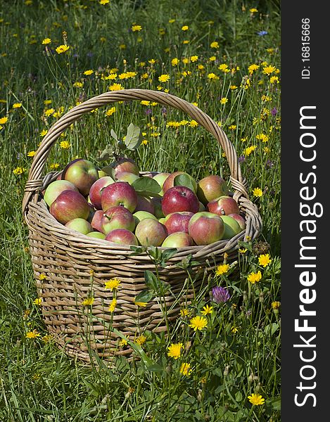 General view on a basket with apples among wild flowers. General view on a basket with apples among wild flowers