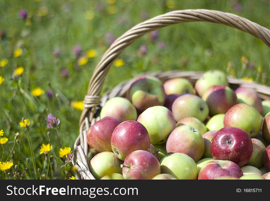 Basket with apples, in bright beams of the sun, among a green grass and wild flowers. Basket with apples, in bright beams of the sun, among a green grass and wild flowers