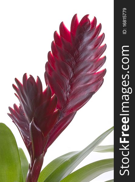 Bromelia plant flower, isolated on white background