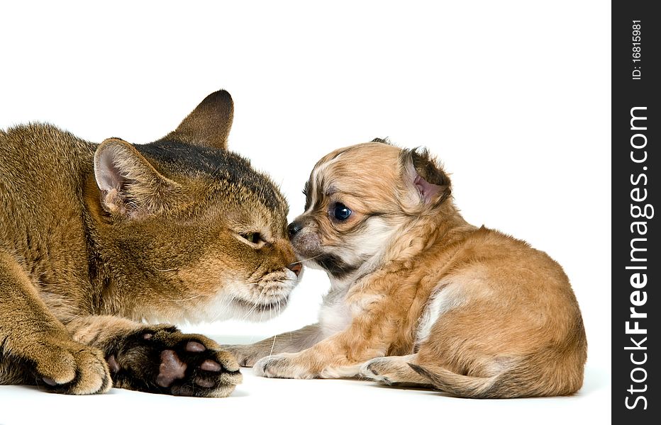 Cat and puppy of the chihuahua in studio