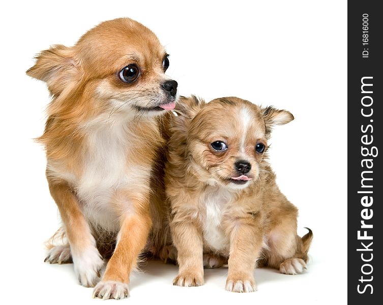 Dog of breed chihuahua and its puppy in studio