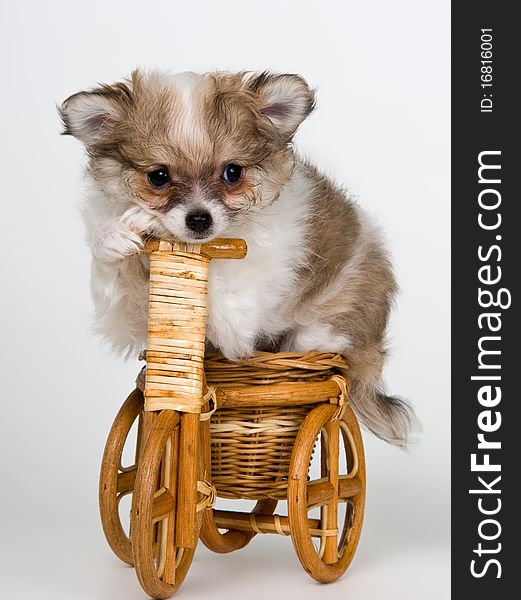 Puppy of the spitz-dog on a bicycle in studio