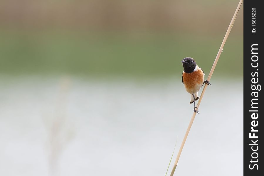 Stonechat bird on branch with blurred river bank in the background