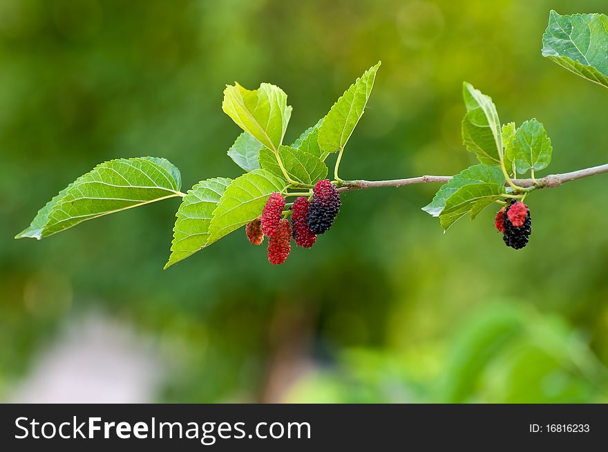 Black Butte blackberry on branch