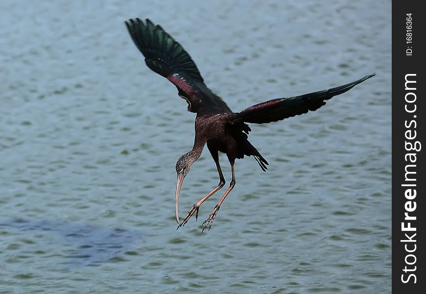 The Glossy Ibis (Plegadis falcinellus) is a wading bird in the ibis family Threskiornithidae.Landing on water