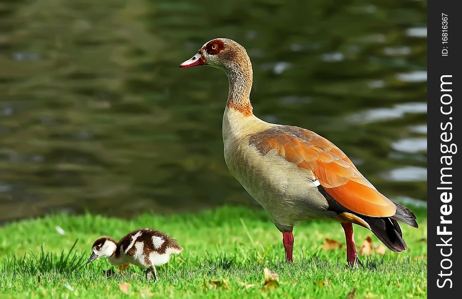 A duck standing next to a lake along with It's son. A duck standing next to a lake along with It's son.