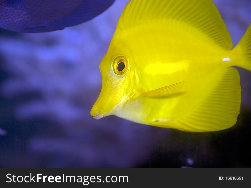 Yellow tang in the aquarium