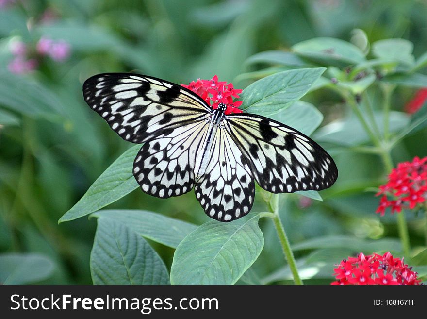 The Paper Kite, Rice Paper, or Large Tree Nymph butterfly (Idea leuconoe) is known especially for its presence in butterfly greenhouses and live butterfly expositions. The Paper Kite is of Southeast Asian origin.