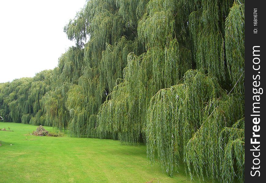 Rows of weeping willow trees. Rows of weeping willow trees.