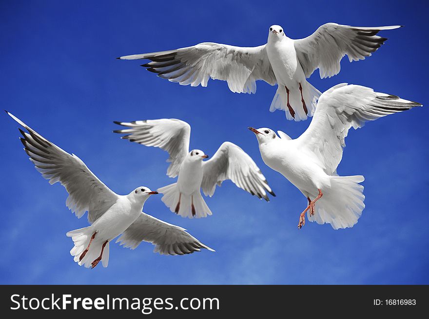 A seagulls soaring in the blue sky