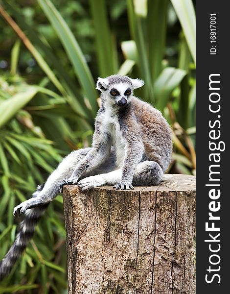 Seated ring tailed Lemur looking tired. Seated ring tailed Lemur looking tired.