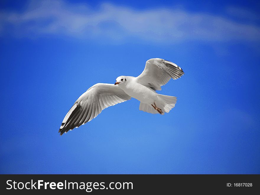 A seagulls soaring in the blue sky