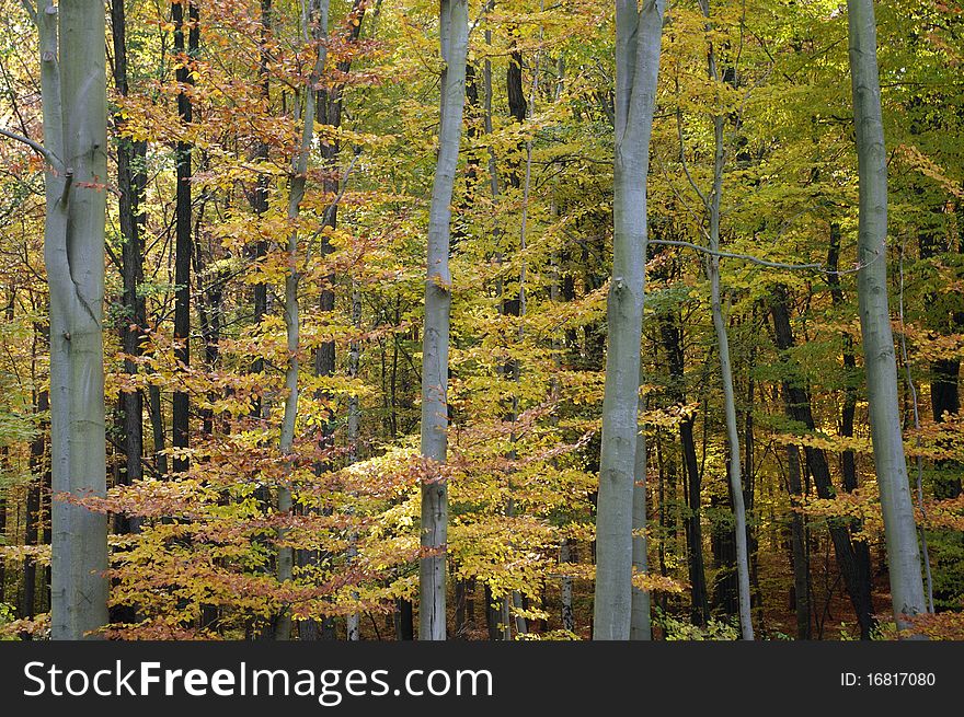 Edge of old Forest During Autumn in the Morning. Edge of old Forest During Autumn in the Morning