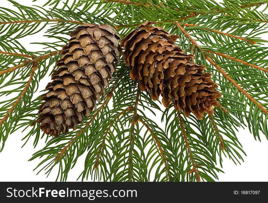 Close-up fir tree with cones, isolated on white