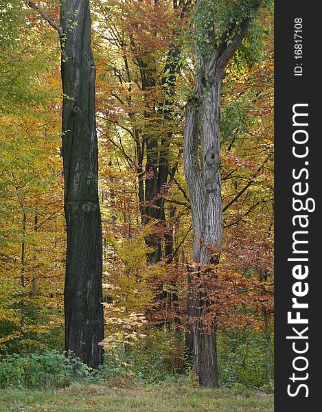 Edge of old Forest During Autumn in the Morning, Three old Trees. Edge of old Forest During Autumn in the Morning, Three old Trees