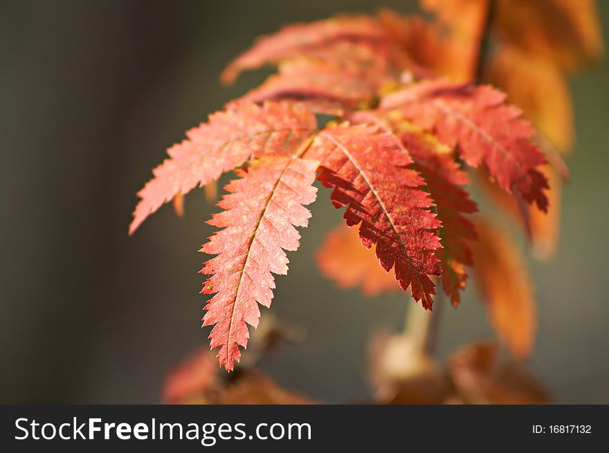 Very beautiful mountain ash leaves red. Picture on the changes in nature in the autumn. Very beautiful mountain ash leaves red. Picture on the changes in nature in the autumn.