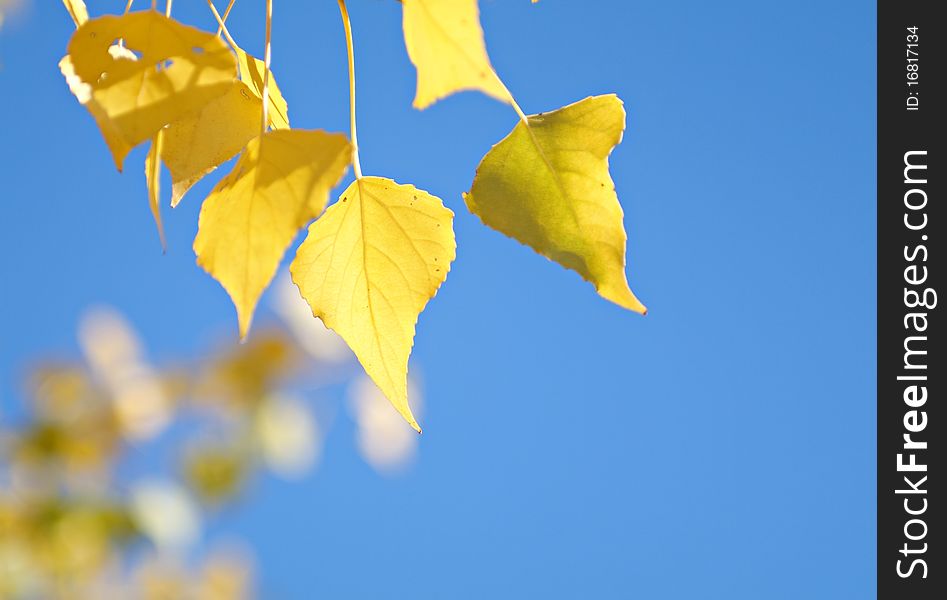 Yellow leaves on the trees in autumn. Very beautiful, natural colors. Yellow leaves on the trees in autumn. Very beautiful, natural colors.