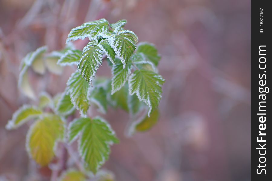 Raspberry leaves covered with frost. Very beautiful picture on the theme of seasonal and weather specific.