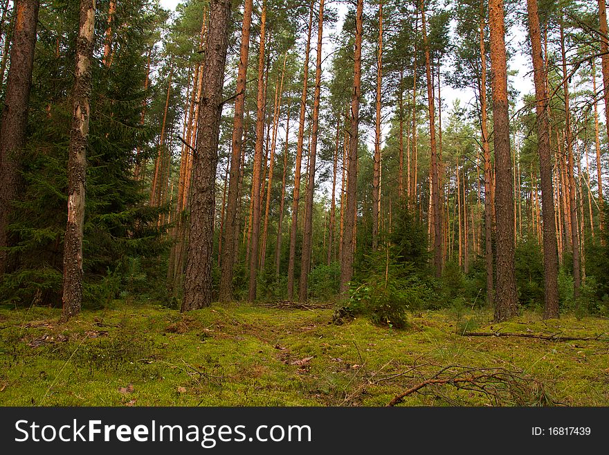 Dense pine forest in summer