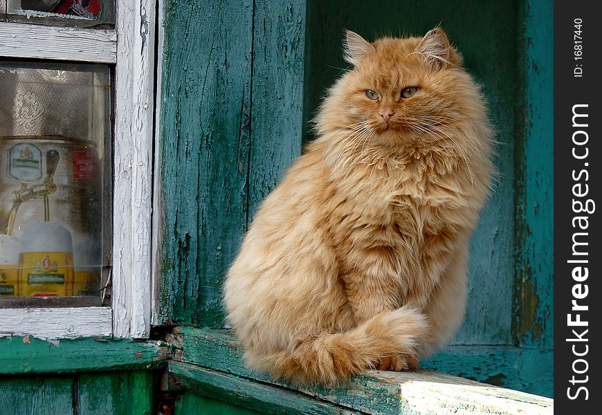 This cat lives in village which is in reserve territory