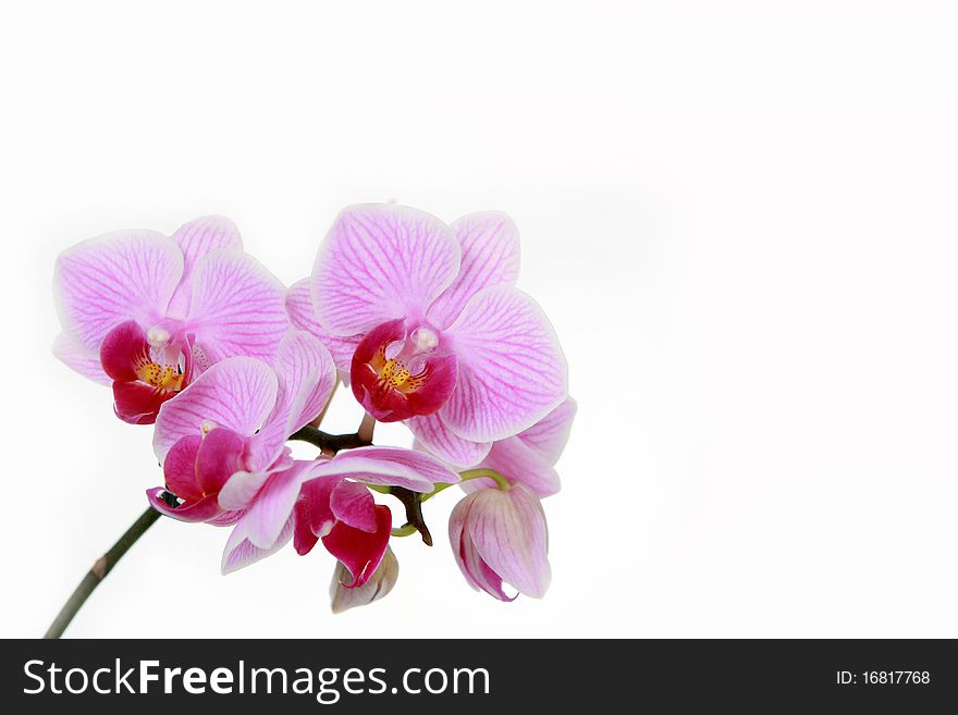 The twig of pink orchid on white background. The twig of pink orchid on white background