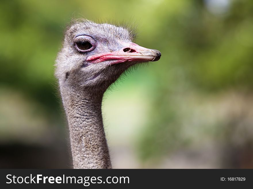 Side profile of an Ostrich. Side profile of an Ostrich