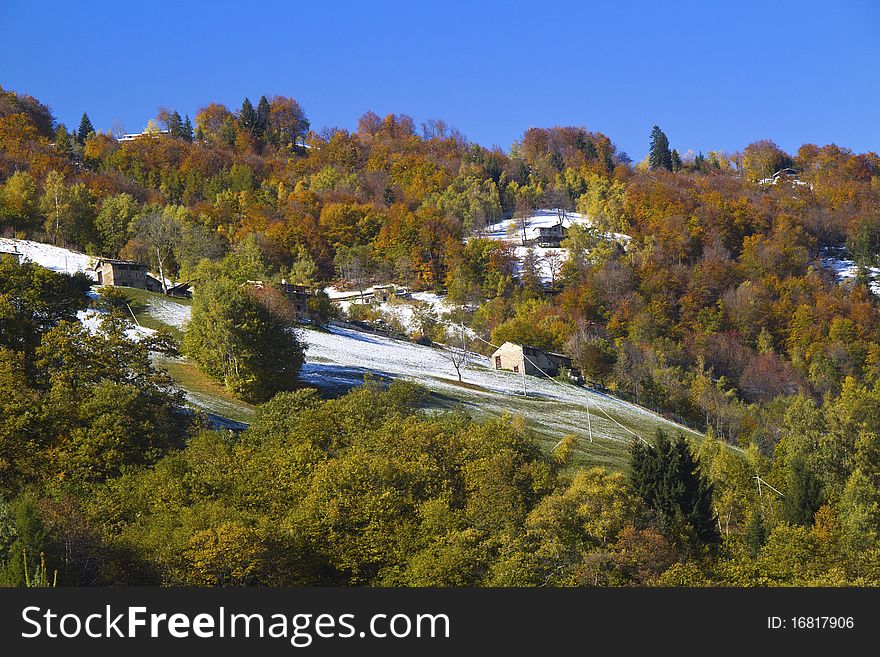 Forest in autumn with the first snow. Forest in autumn with the first snow