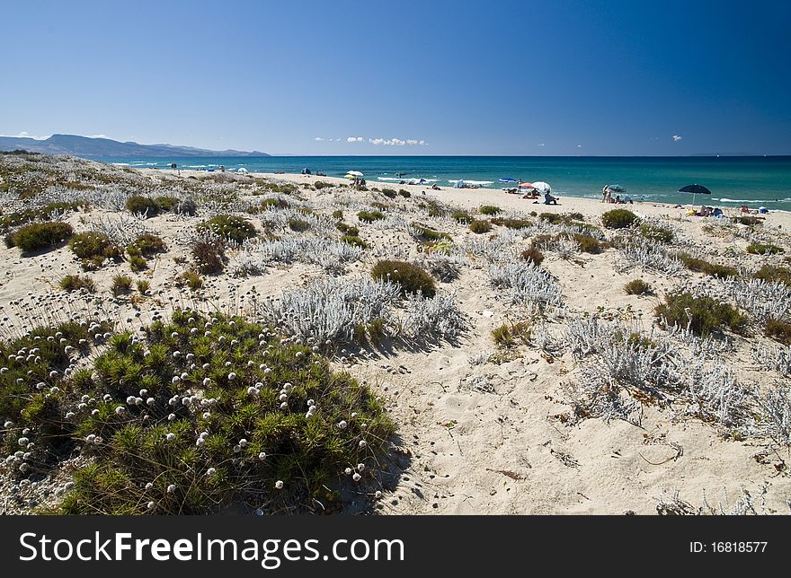 Sand And Flowers In A Sardinian Beach