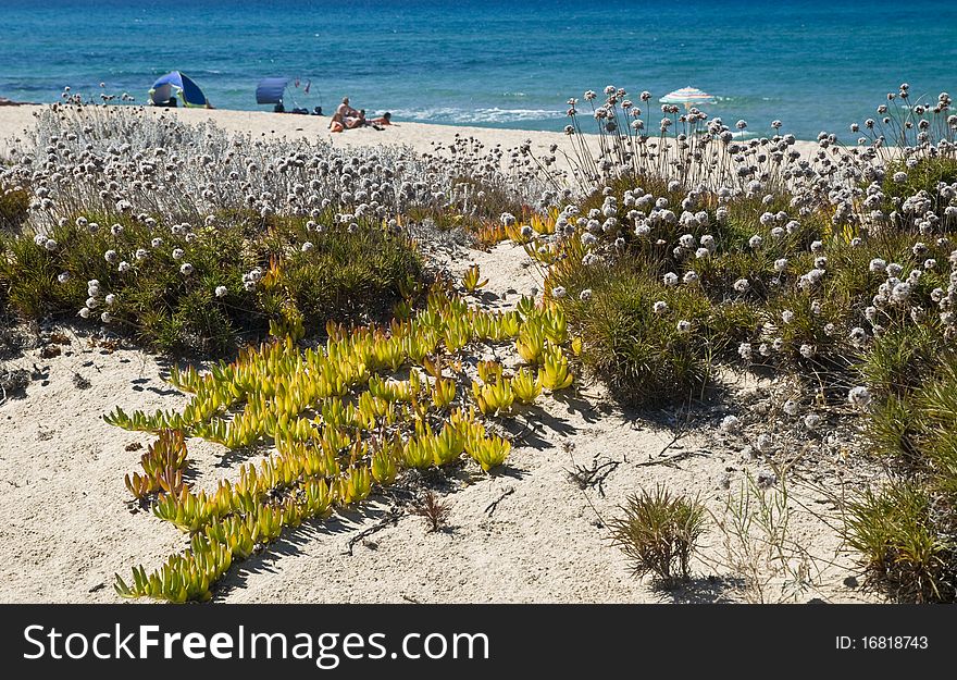 Sand And Flowers In A Sardinian Beach