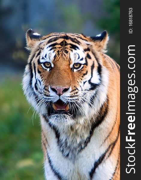 A rare endangered Siberian Tiger resting.