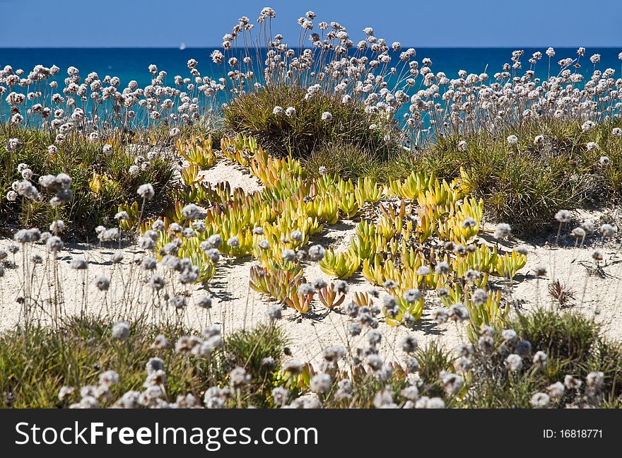 Floreal fresco in a Sardinian beach