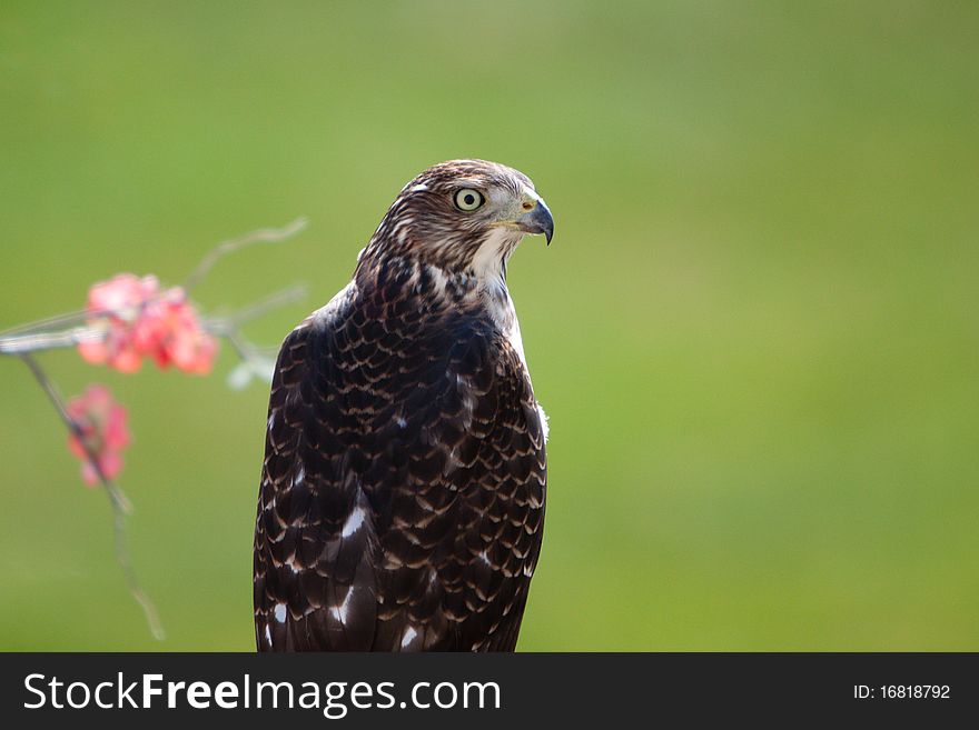 Accipiter Cooperii Cooper's Hawk