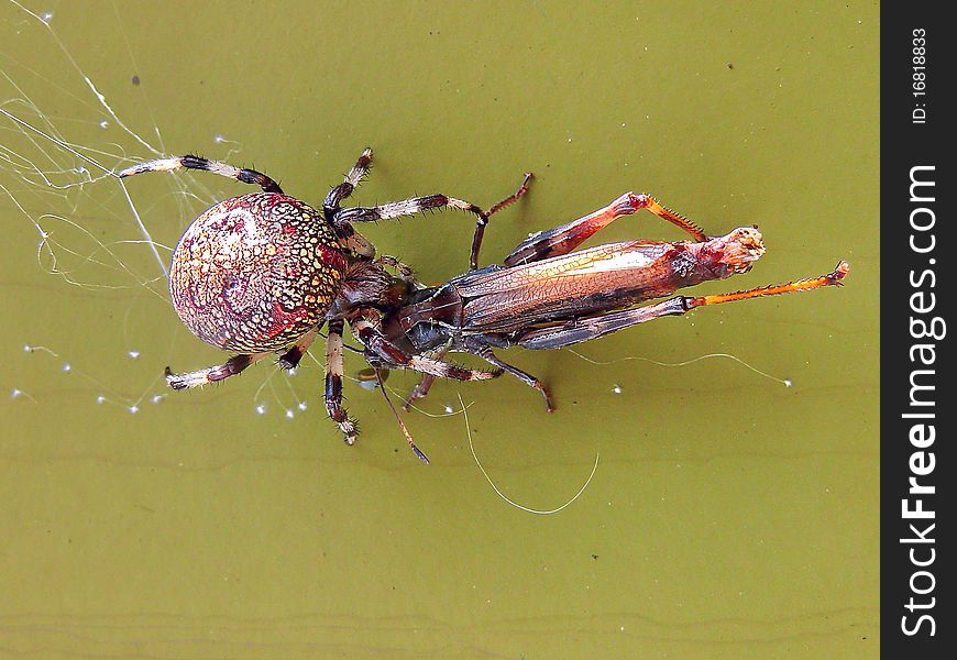 Spider with victim that got to the trap closeup. Landscape orientation. Spider with victim that got to the trap closeup. Landscape orientation