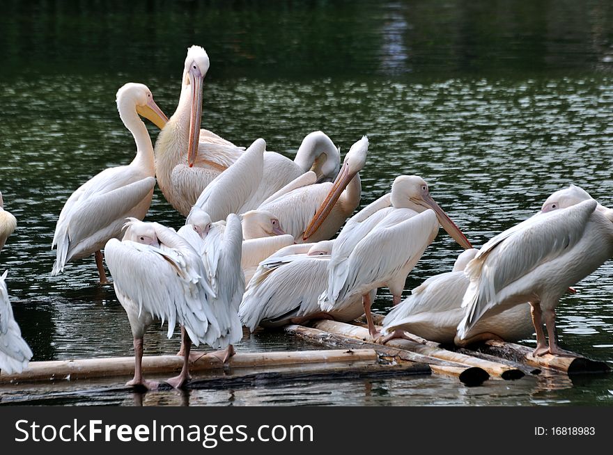 A group of pelican are enjoy staying on lake water , shown as harmonious life between animal birds and environment. A group of pelican are enjoy staying on lake water , shown as harmonious life between animal birds and environment.