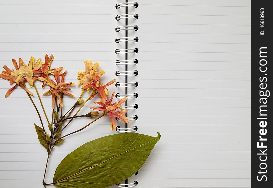 Pressed Dry Flower On Two Page Note Book