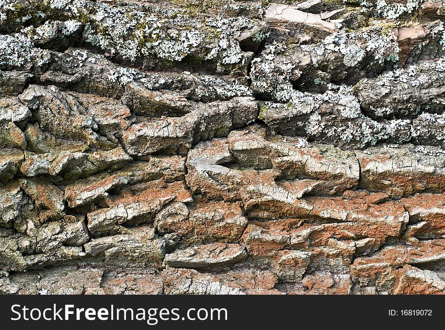 Very old tree bark gorizontal photo