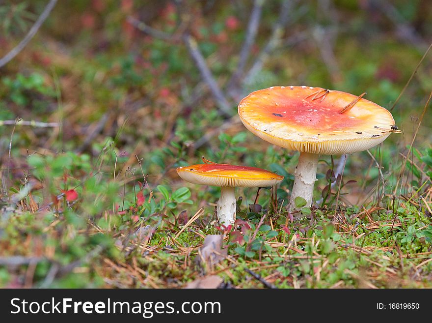 Amanita Muscaria mushrooms in finland forest. Amanita Muscaria mushrooms in finland forest