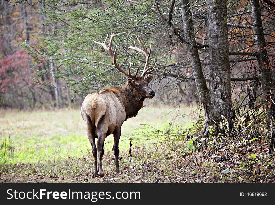 Male elk in edge of forest