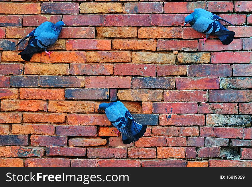 Three pigeons finding food at the red brick wall. Three pigeons finding food at the red brick wall.