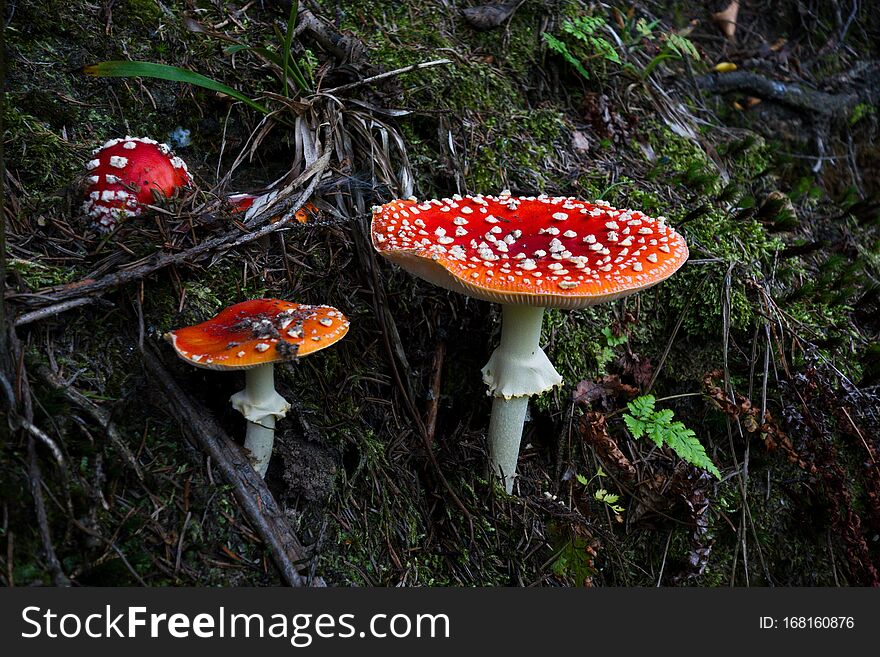Group of beautiful red toadstool mushrooms Amanita muscaria in a moss in fairytale autumn forest. Beautiful scene and colors, ground view. Very poisonous.
