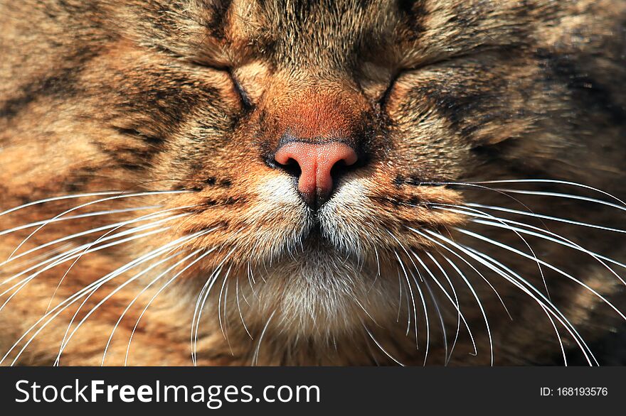 Cat nose, mouth and mustache. Close-up of the kitty muzzle