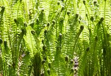 Green Leaves Of Wild Young Fern For Background Stock Photography Green Leaves Of Wild Young Fern For Background Stock Photography