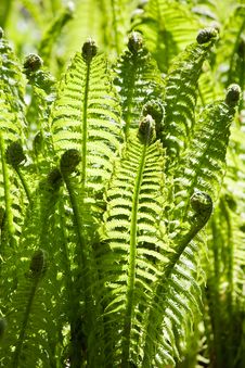 Green Leaves Of Wild Young Fern For Background Royalty Free Stock Photo Green Leaves Of Wild Young Fern For Background Royalty Free Stock Photo