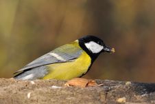 Great Tit Stock Image