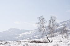 Snow Mountains And Birches In A Morning Fog Royalty Free Stock Photo Snow Mountains And Birches In A Morning Fog Royalty Free Stock Photo