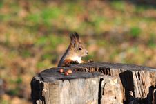 Red Squirrel. Royalty Free Stock Image Red Squirrel. Royalty Free Stock Image