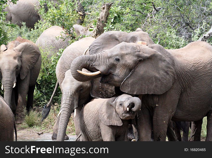 Herd of Elephants drinking with baby. Herd of Elephants drinking with baby.