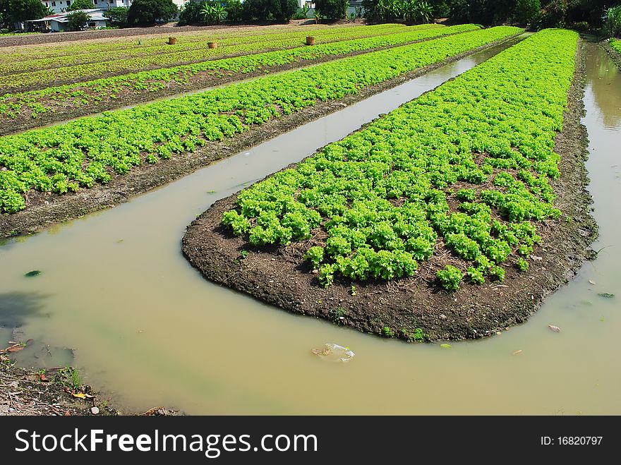 This picture is the green vegetable garden