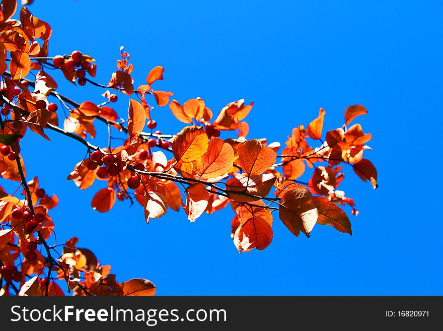 Autumn branch with leaves and berries